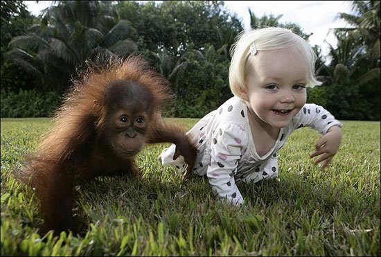 Девочка дружит с маленьким орангутангом (8 фото)