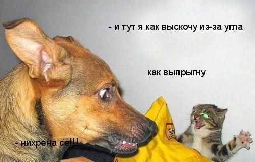 prikolnye_fotki_zhivotnykh_s_podpisjami_43_foto_11.jpg