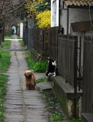 Дружба кота и пса (7 фото)