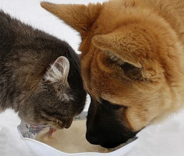 Дружба кота и пса (6 фото)