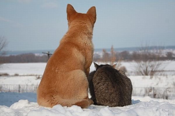 Дружба кота и пса (6 фото)