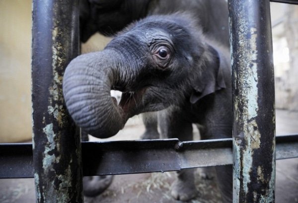 Рождение слоненка (15 фото)