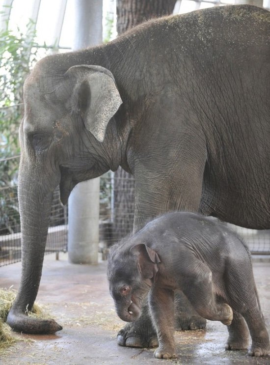 Рождение слоненка (15 фото)