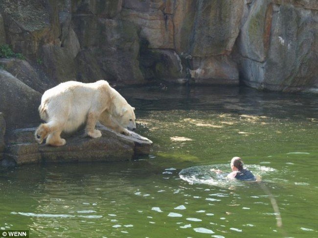 Женщина упала в вольер к белым медведям (4 фото + видео)