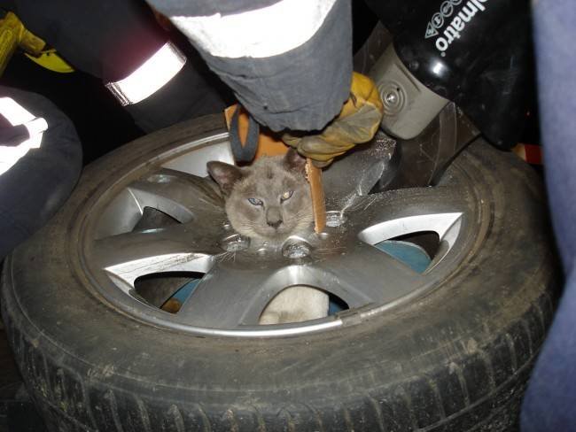 Кот застрял в колесе (5 фото)