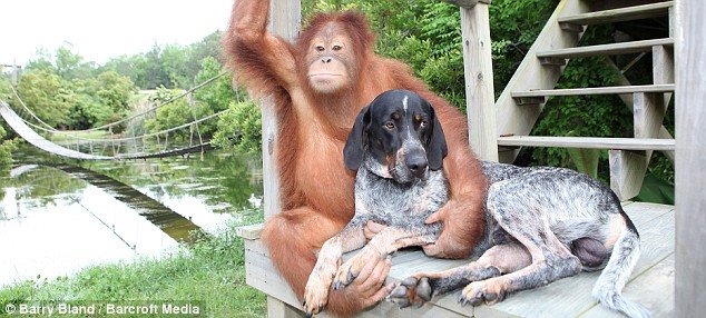 Дружба собаки и орангутанга (5 фото)