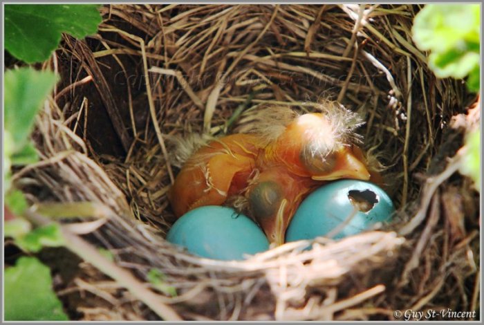 Рождение птенцов (13 фото)