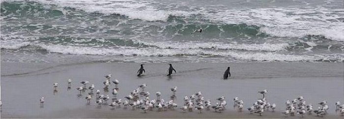 Крутые пингвины идут купаться (3 фото)