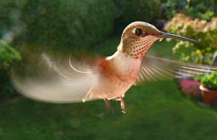 Классные фотографии птиц (20 фото)