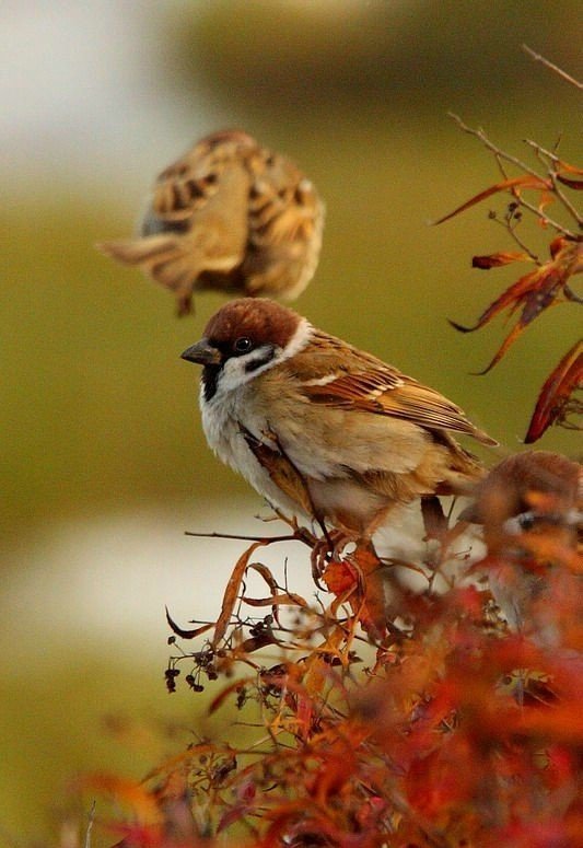 Классные фотографии птиц (20 фото)