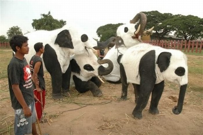 Слоны переоделись в панд (11 фото)