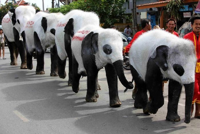 Слоны переоделись в панд (11 фото)
