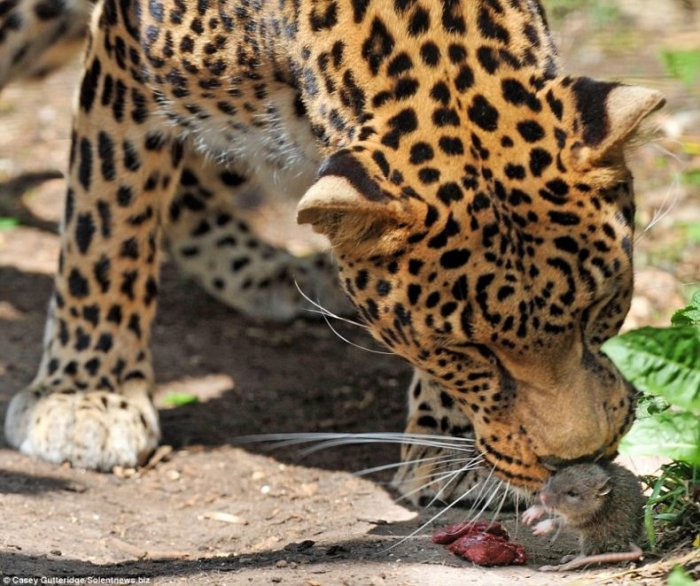 Маленький друг леопарда (4 фото)