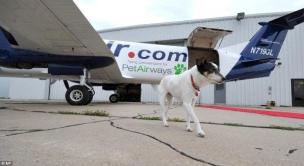 Самолет для собак (4 фото)