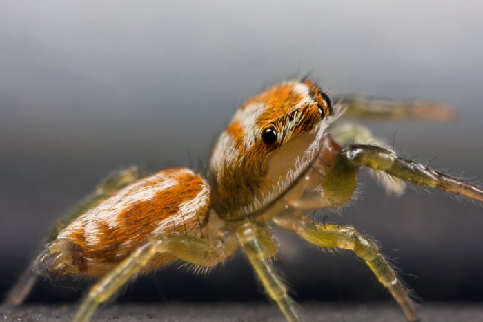 Красивейшие макроснимки насекомых (15 фото)