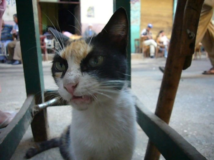 Сердитый кот (4 фото)