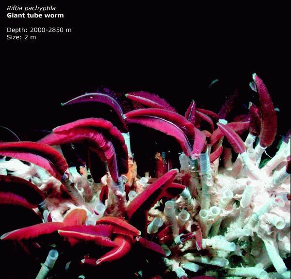 Чудовища из морских глубин (20 фото)