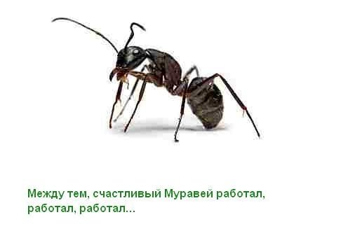 Про муравья (12 фото)