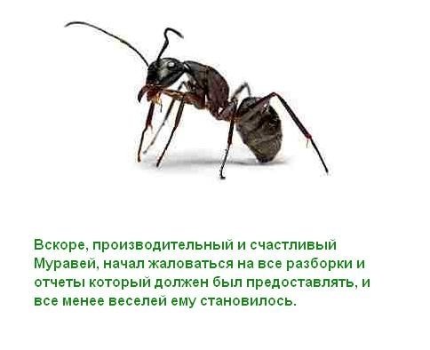 Про муравья (12 фото)