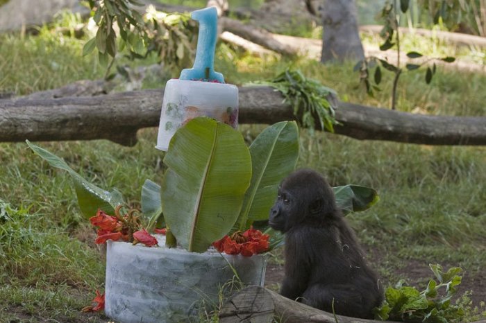 Подарок для обезьянки (3 фото)