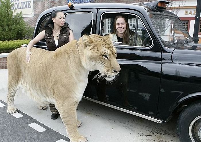 Самая большая кошка (7 фото + текст)